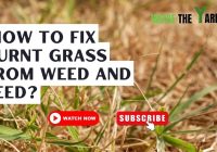 How to Repair Scorched Grass: Reviving Your Lawn from Burnout