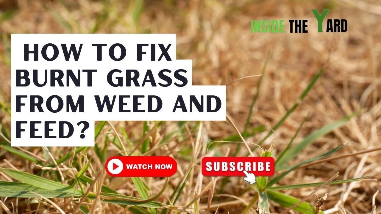 How to Repair Scorched Grass: Reviving Your Lawn from Burnout